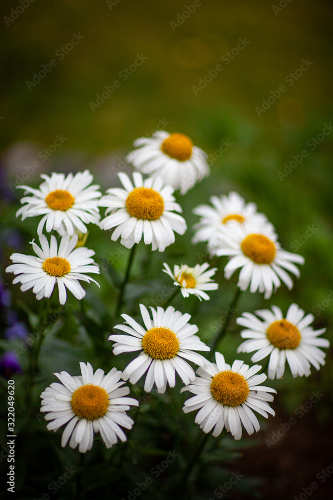 Beautiful white flowers Beautiful white flowers