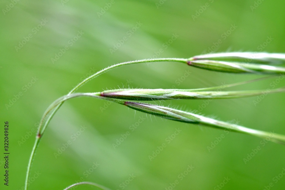 Spring grass close-up with soft focus. Spring abstract composition. Spring grass close-up with soft focus. Spring abstract composition.