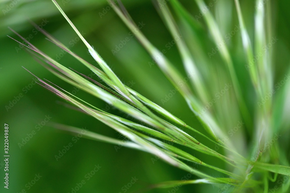 Spring grass close-up with soft focus. Spring abstract composition. Spring grass close-up with soft focus. Spring abstract composition.