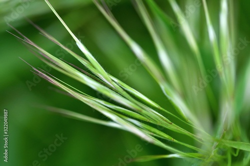 Spring grass close-up with soft focus. Spring abstract composition. 