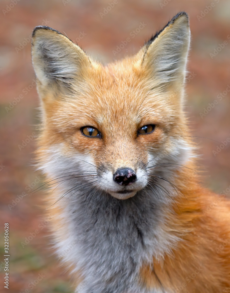 Red fox (Vulpes vulpes) portrait closeup in Algonquin Park, Canada