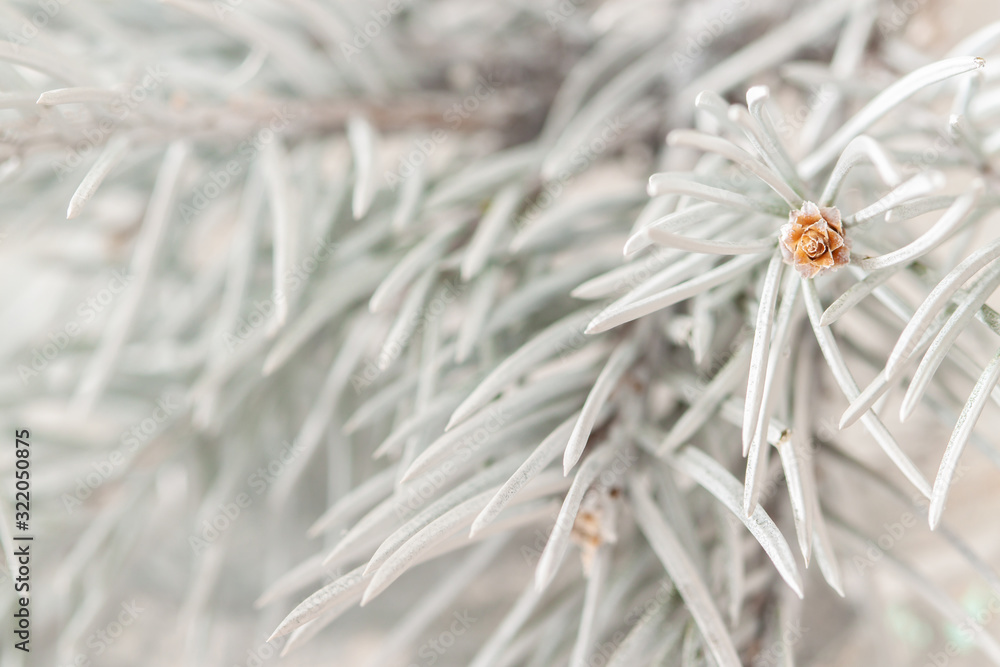 Painted white spruce branch macro with little bumps and needles Painted white spruce branch macro with little bumps and needles