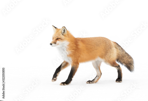 Red fox Vulpes vulpes isolated on white background with a bushy tail hunting in the freshly fallen snow in Algonquin Park in Canada photo