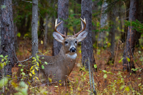 White-tailed deer buck resting in the forest during the rut in Canada © Jim Cumming