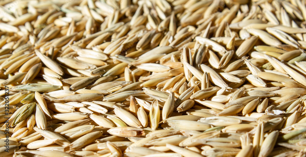 wheat food pattern close up side view wheat food pattern close up side view