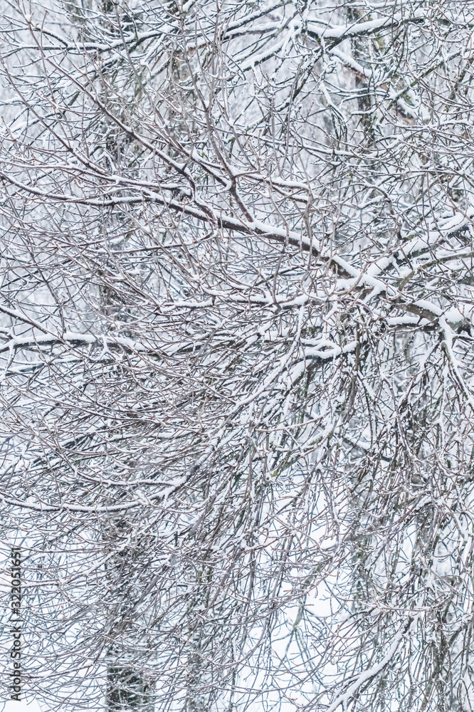Fototapeta premium Fairytale fluffy snow-covered trees branches, nature scenery with white snow and cold weather. Snowfall in winter park