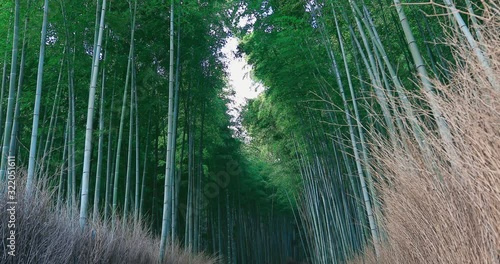 日本 京都 嵐山  風景 Arashiyama Kyoto Japanese