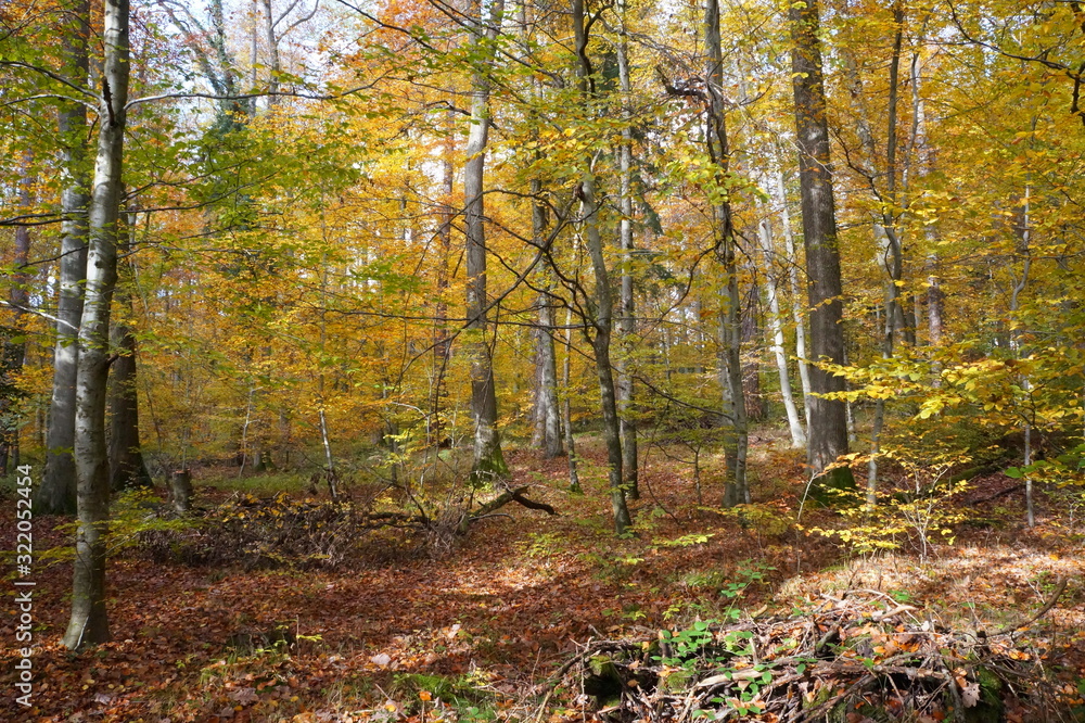 Fototapeta premium wald gemischt3