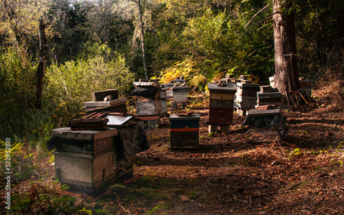 Mountain honey. Traditional beekeeping in the Forest. photo