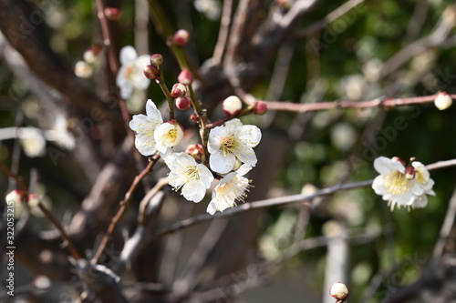 Plum Blossoms at okamoto park photo