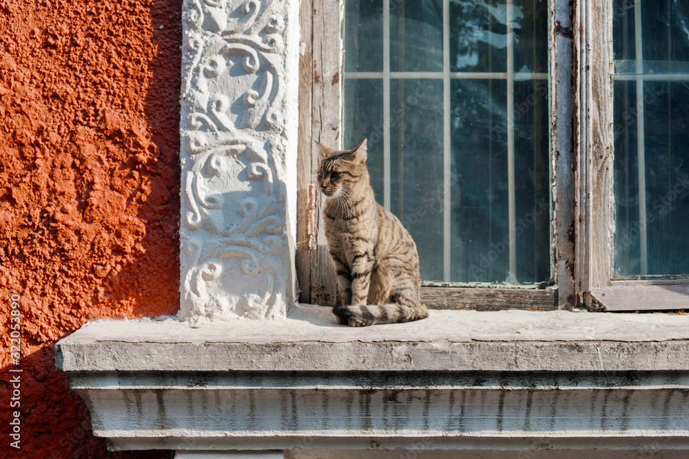 Stray cat sitting the window sill
