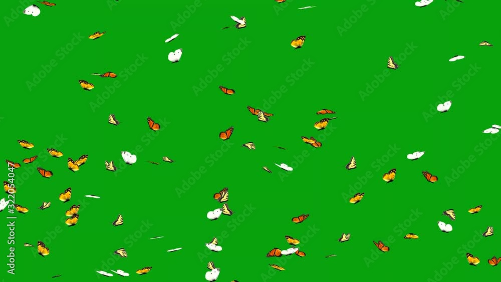 Flying butterflies with green screen background Flying butterflies with green screen background