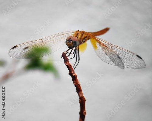 dragonfly on a black background © Juber