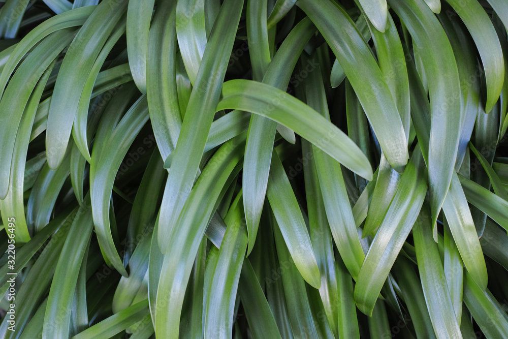 細長いムラサキクンシランの葉