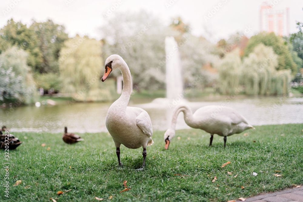 A loving couple of white swans walk on the lake among the ducks. A loving couple of white swans walk on the lake among the ducks.