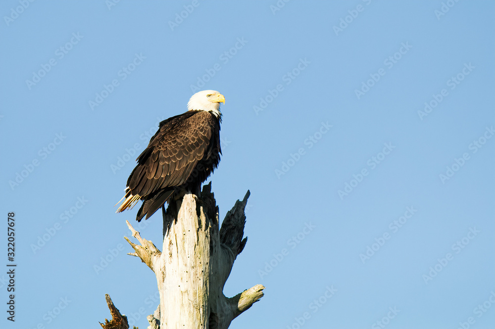 Obraz premium bald eagle on a dead tree