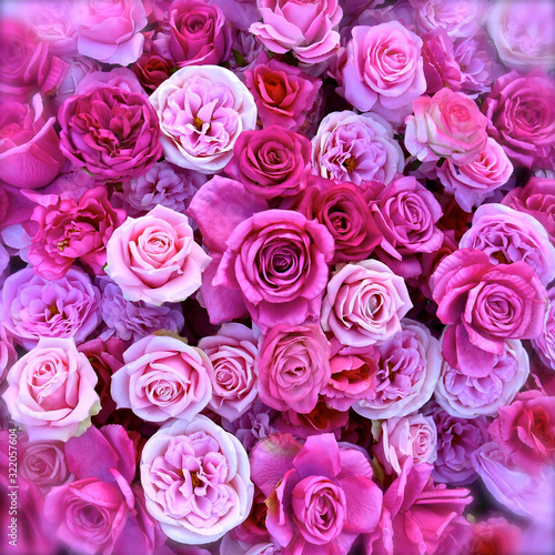 Aerial view of pink rose blooms