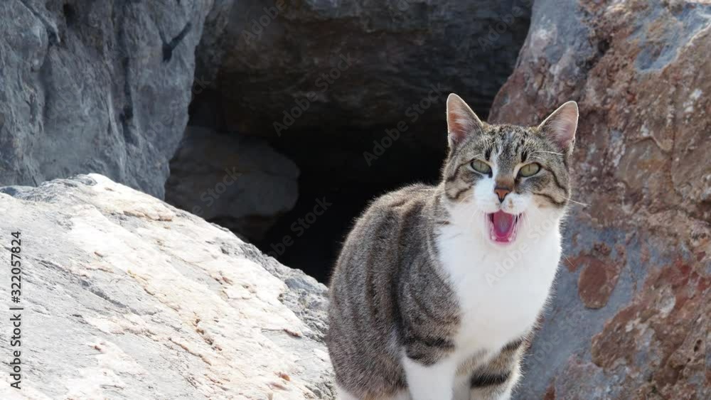 Video of a cat meowing in a stone of the cove of Port Ginesta in Barcelona. Video of a cat meowing in a stone of the cove of Port Ginesta in Barcelona.