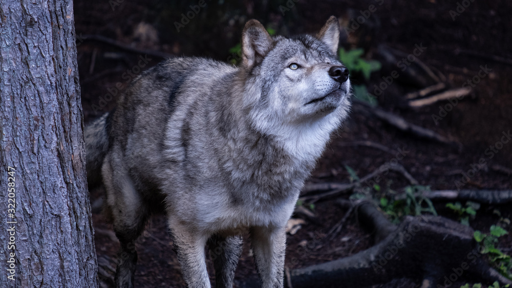 Obraz premium loup 