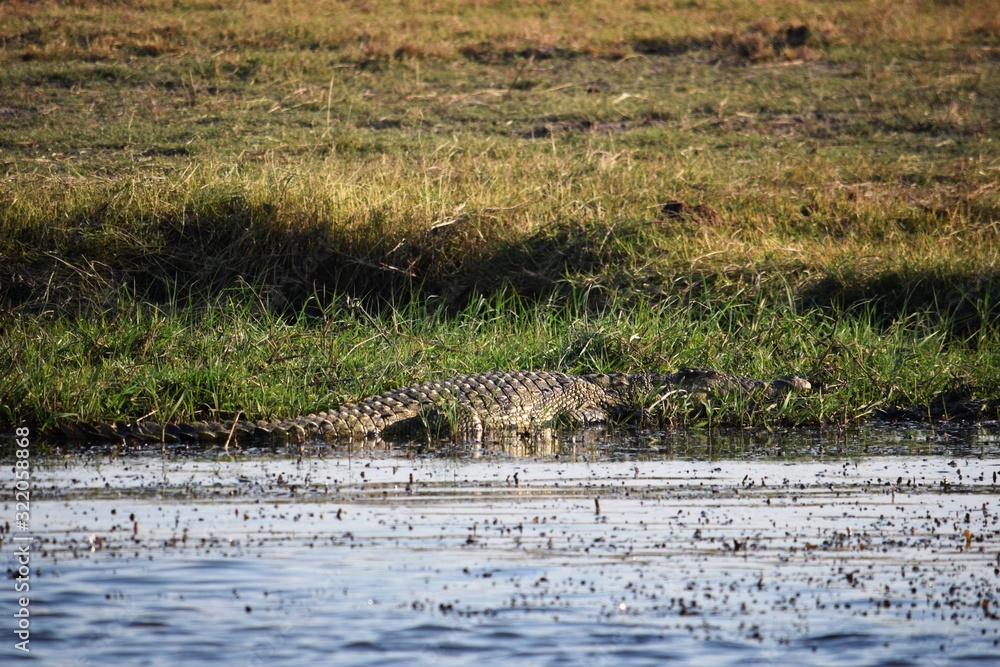 A huge crocodile on the Chobe river bank A huge crocodile on the Chobe river bank