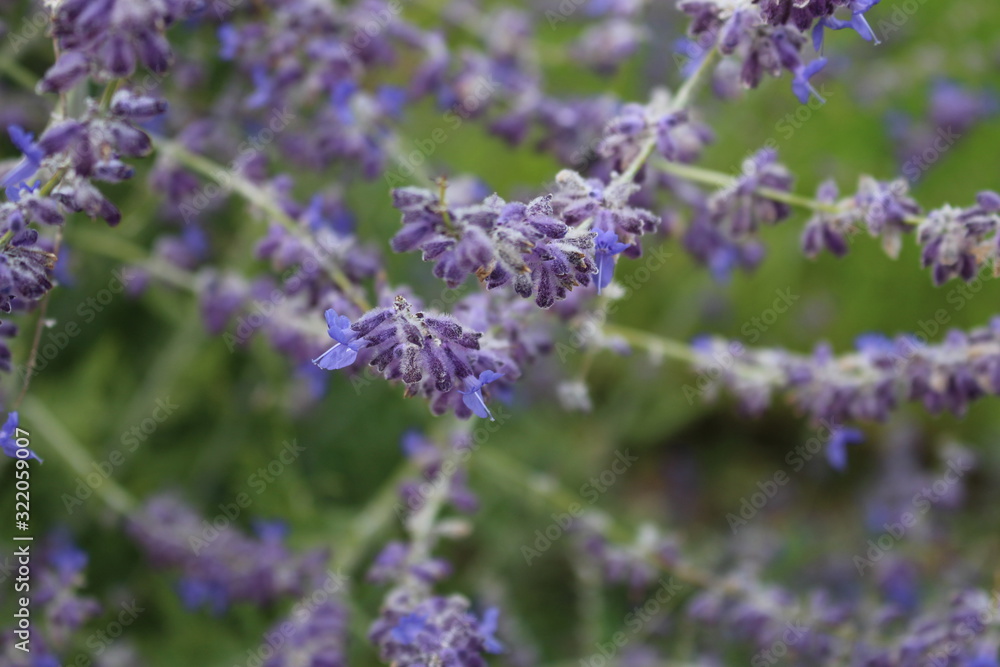 Obraz premium Lavendel