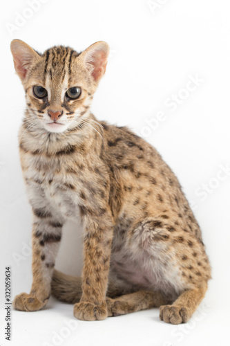 The asian leopard cat or Sunda leopard cat (Prionailurus bengalensis) Prionailurus javanensis isolated on white background photo