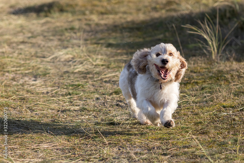 Happy dog face. Pet having fun. Funny animal meme image.