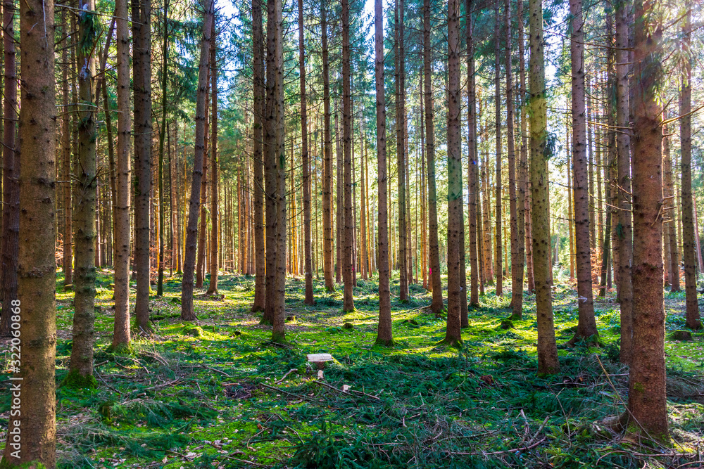 Obraz premium Mossy green forest