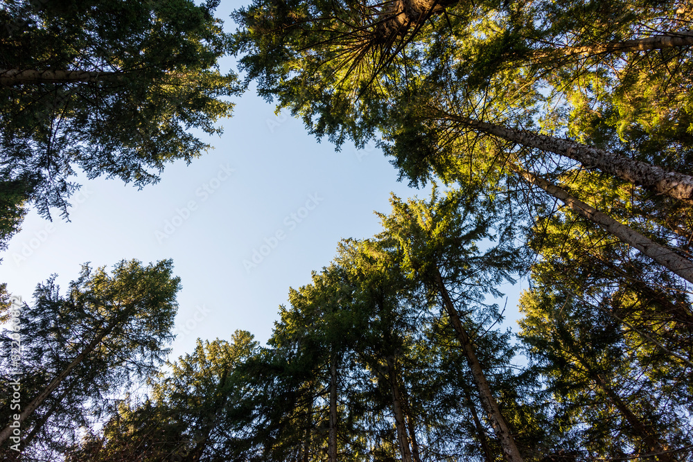 Obraz premium Low angle view of beech forest in springtime
