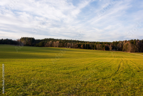 Field of grass with blue sky