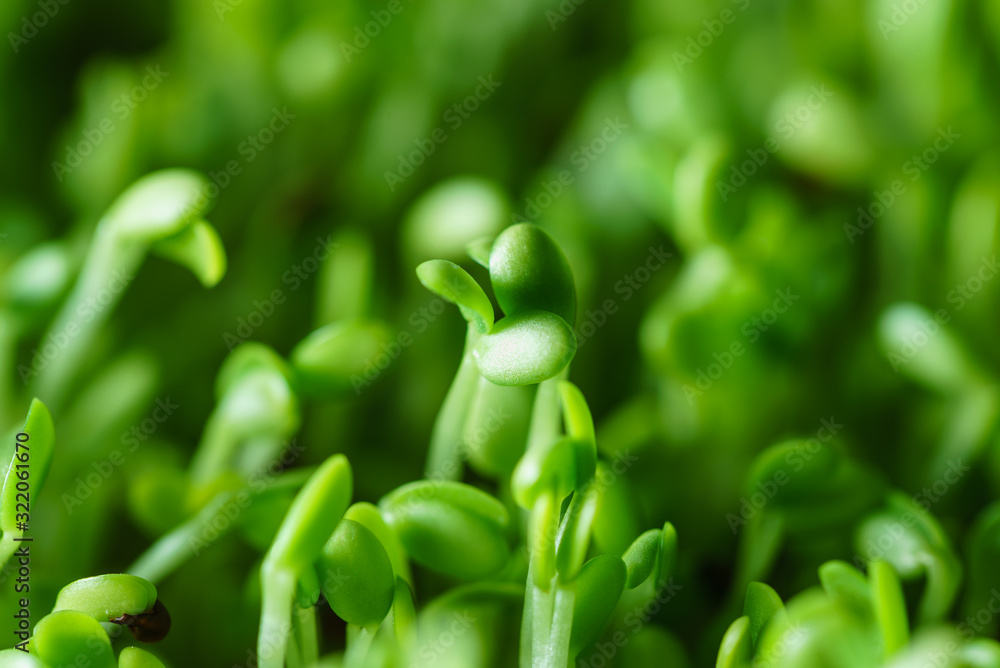 microgreen field microgreen field