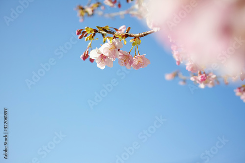 青空バックに咲き始めた河津桜の花と蕾