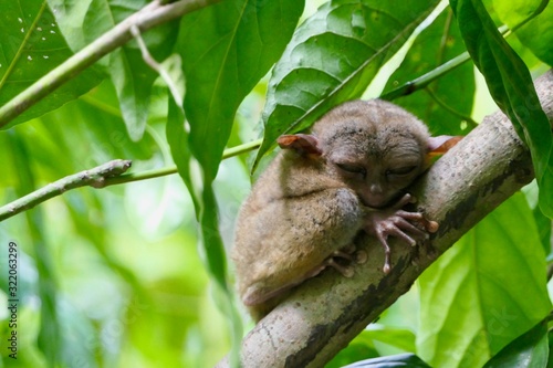 Valokuva Sleepy tarsier with closed eyes, small primate, on branch in nature, Bohol, Phil
