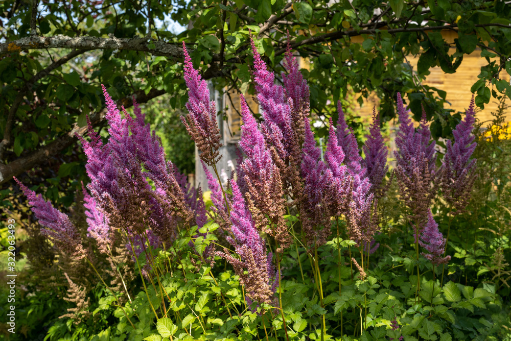 Obraz premium blooming astilba purpurkerze in the country under the trees with the falling rays of the sun on the background of the house