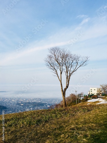 Lone Tree on the Mountain