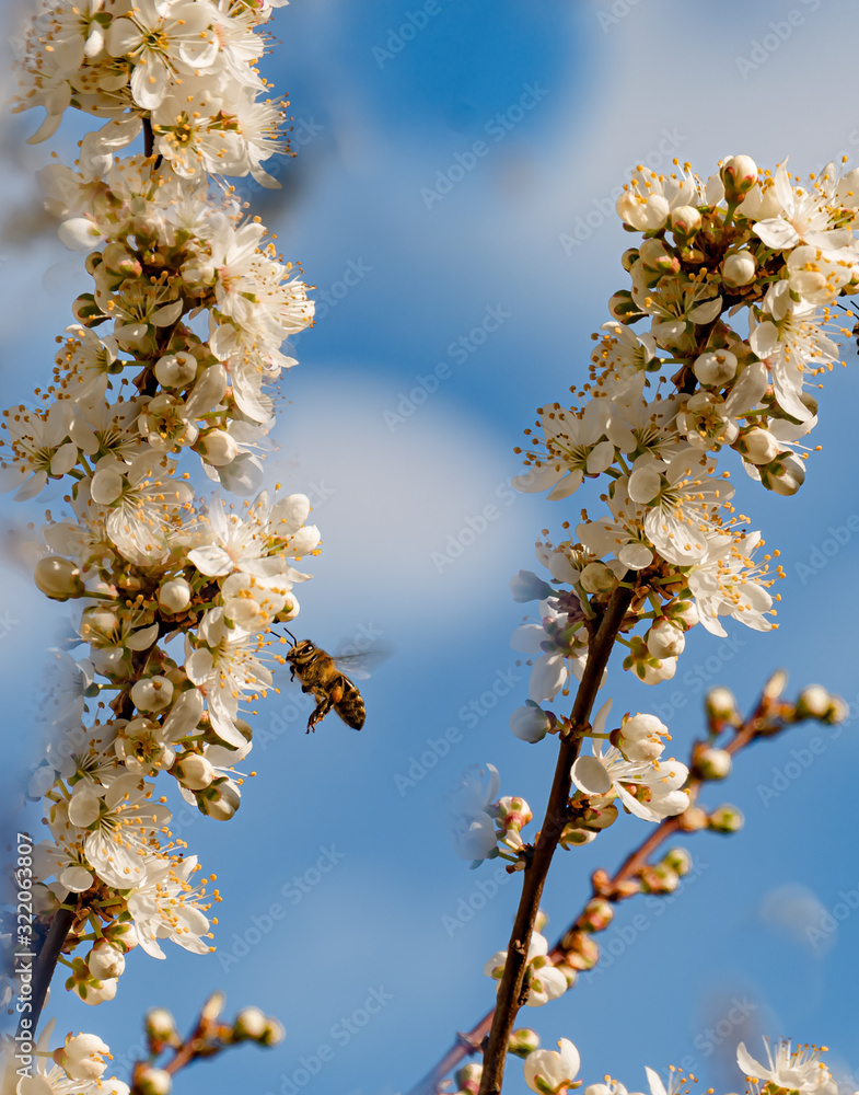 Flowers, Spring, Insect - A honeybee visits a white flowering flower, from a mirabelle tree to gather nectar, on a sunny day in April, near Marburg in Germany. Flowers, Spring, Insect - A honeybee visits a white flowering flower, from a mirabelle tree to gather nectar, on a sunny day in April, near Marburg in Germany.