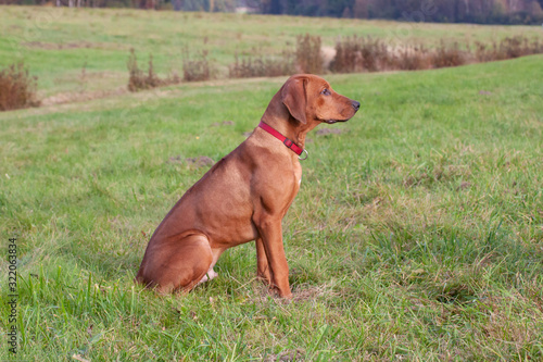 young rhodesian ridgeback coursing training © Andreas