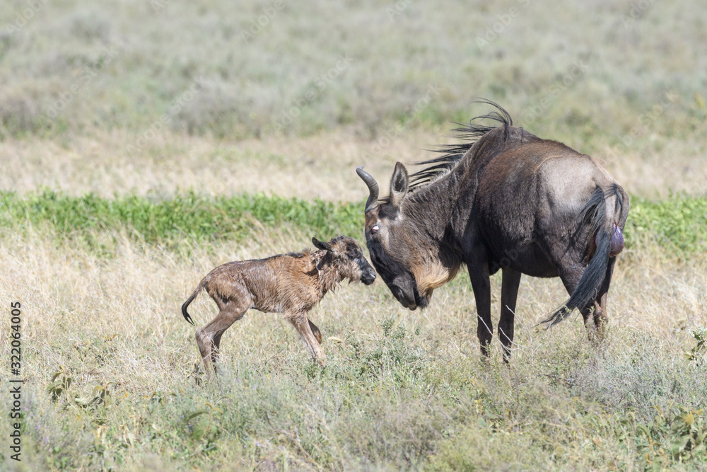Blue Wildebeest (Connochaetes taurinus) mother with a new born calf trying to stand on savanna, Ngorongoro conservation area, Tanzania. Blue Wildebeest (Connochaetes taurinus) mother with a new born calf trying to stand on savanna, Ngorongoro conservation area, Tanzania.