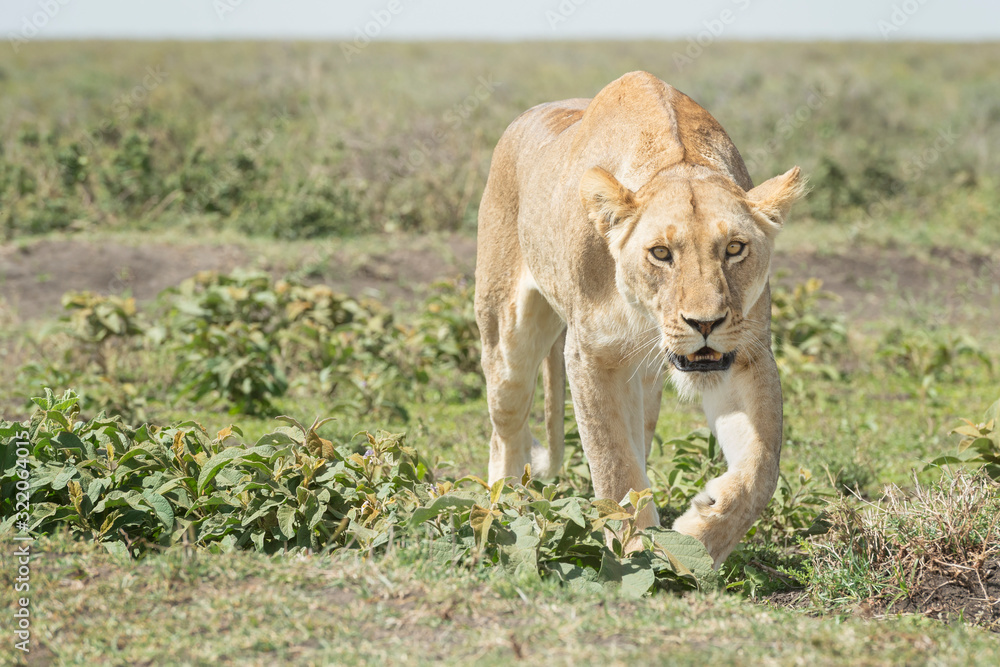 Lioness (Panthera leo) close up at savanna, looking at camera, Ngorongoro conservation area, Tanzania. Lioness (Panthera leo) close up at savanna, looking at camera, Ngorongoro conservation area, Tanzania.