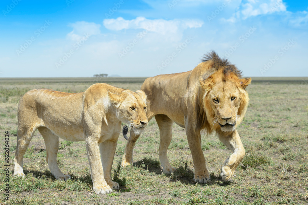 Lion (Panthera leo) pair behavior prior to mating, Ngorongoro conservation area, Tanzania. Lion (Panthera leo) pair behavior prior to mating, Ngorongoro conservation area, Tanzania.