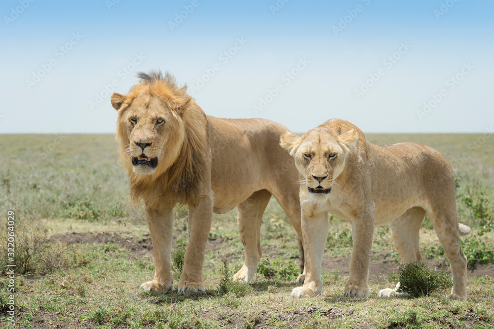 Fototapeta premium Lion (Panthera leo) pair standing on savanna, Ngorongoro conservation area, Tanzania.