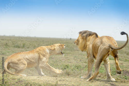 Lion (Panthera leo) pair fighting during mating, Ngorongoro conservation area, Tanzania.