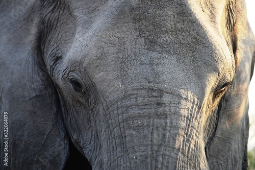 Closeup of the head of a huge elephant in Chobe National Park, Botswana