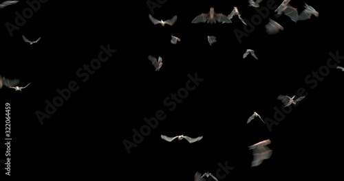 Halloween Swarm of Bats Flying towards Camera A swarm of bats appears and flies towards the camera. Add this video on top of any video to give it a realistic creepy look and feel!,Alpha channel photo