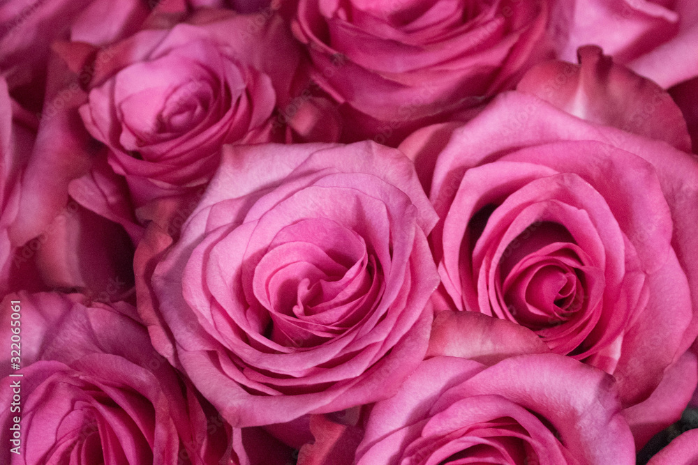 background of many bright pink roses close-up, top view background of many bright pink roses close-up, top view