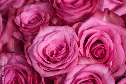 background of many bright pink roses close-up, top view