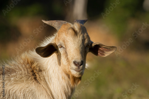 white yellowish domestic goat head in blurred natural background