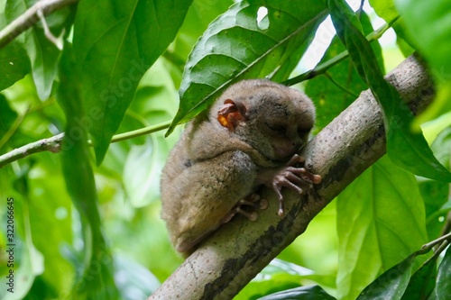 Valokuva Sleepy Tarsier with closed eyes, small primate, on branch in nature, Bohol, Phil