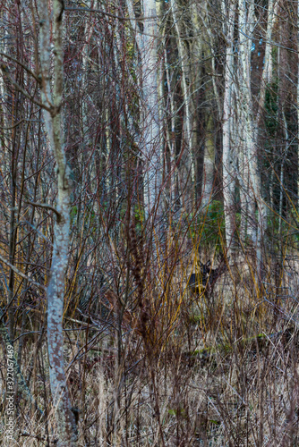 Wallpaper Mural deer in the forest Torontodigital.ca