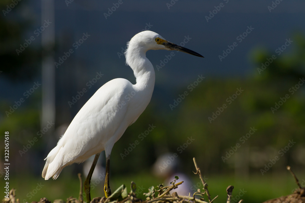 wild white egret (egretta thula) in a farming location in search of food wild white egret (egretta thula) in a farming location in search of food